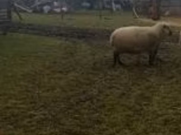 Wad, Shroshire sheep