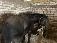 Horse (M), Horses — photo 1