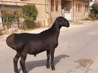 Ram, Sheep — photo 1