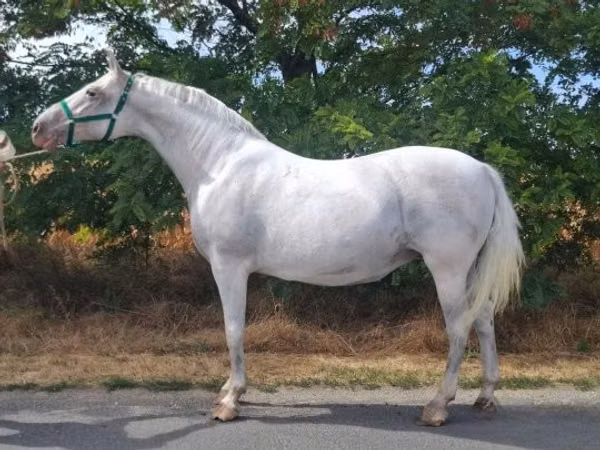 Mare, Lipizzaner