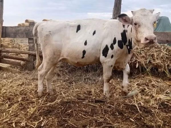 Stute, Holstein