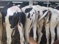 母牛, Holstein breed — 照片 3