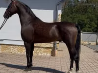 حصان, Dutch warmblood horse — الصورة 2