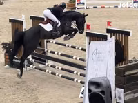 公马, Belgian warmblood horse — 照片 3