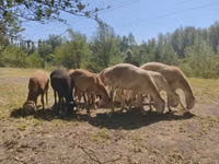 公羊, Afghan Arabi sheep — 照片 3