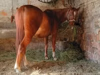 公马, Horses — 照片 1