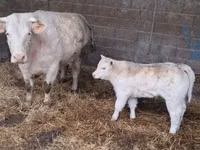 Toro, Charolais cattle — foto 5