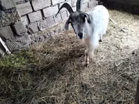 Ri’ dhaddig, Goats — sawirka 2
