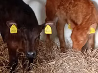 मवेशी (लॉट, लिंग निर्दिष्ट नहीं), Russian Black pied cattle — फ़ोटो 2
