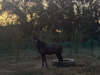 Horse (M), Akhal-Teke — photo 1