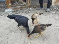 Chickens — फ़ोटो 5