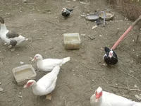 Ducks — foto 3
