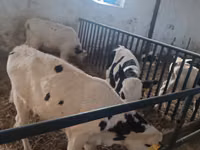 Toro, Russian Black pied cattle — foto 2