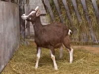 Cabra, Toggenburg goat — foto 1