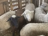 نعجة, Blackheaded Persian sheep — الصورة 3
