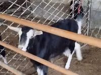 عنزة, Alpine goat — الصورة 4
