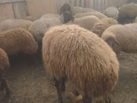 公羊, Sheep — 照片 8