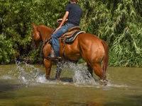 Stute, Quarter Horse — Foto 7