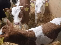 Ng'ombe (kikundi, jinsia haijatajwa), Simmental cattle — picha 3