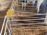 ثور, Swiss cattle — الصورة 3