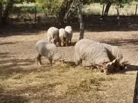 मेढ़ा, Baerchuke sheep — फ़ोटो 3