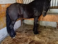 Faras, Friesian — sawirka 3