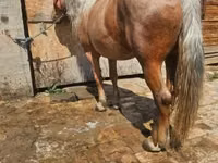 Yegua, Caballos — foto 3
