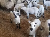 公羊, Cerry Hill sheep — 照片 3
