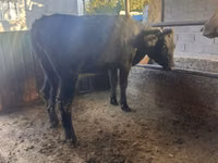 गाय, Swiss cattle — फ़ोटो 4