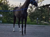 Horse (M), Akhal-Teke — photo 2