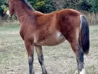 Faras, Lipizzaner — sawirka 4