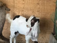 Billy Goat, Nubian Goat — photo 2