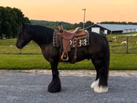 Hengst, Gypsy horse — Foto 8