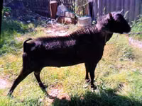 Billy Goat, Murcia-Granada goats — photo 1
