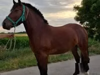 Mare, Horses — photo 4