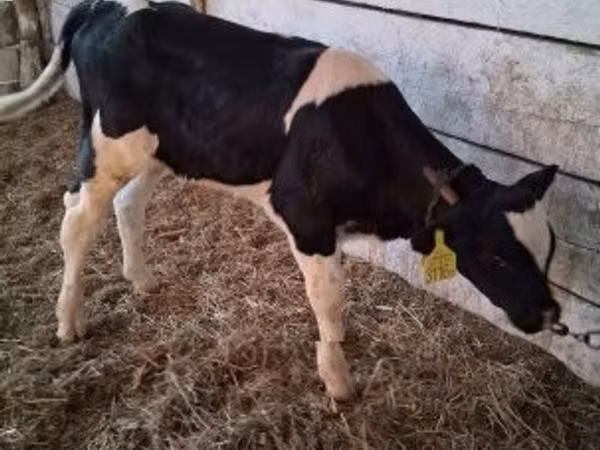 Dibi, Cattle
