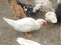 Chickens — फ़ोटो 5
