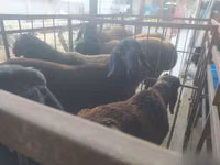 公羊, Blackheaded Persian sheep — 照片 2
