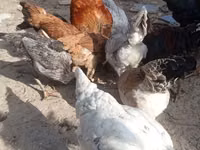 Chickens — 照片 3
