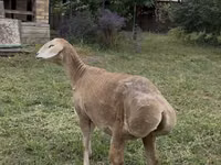 Sheep, Arashan sheep — photo 3
