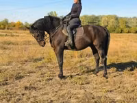 Horse (M), Horses — photo 2