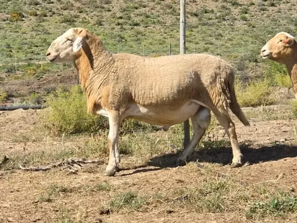 Carnero, Ovejas
