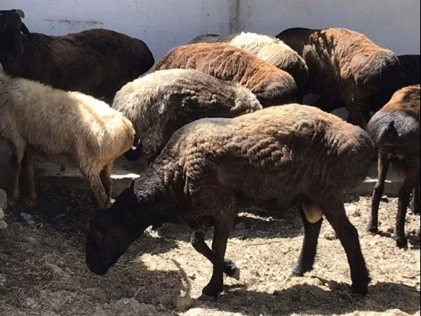 Ram, Sheep