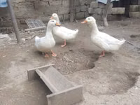 德国北京鸡 — 照片 3