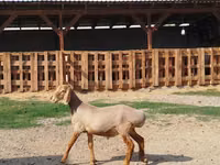 كبش, Edilbay sheep — الصورة 3