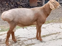 Ram, Arashan sheep — photo 2