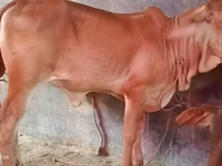 Vaca, Brahman — foto 1