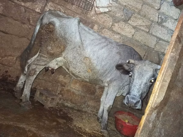 Корова, Коровы