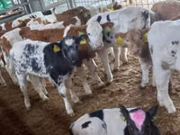 Ng'ombe dume, Simmental cattle — picha 2