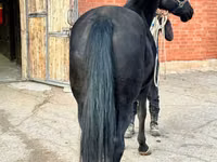 Mare, Akhal-Teke — photo 5